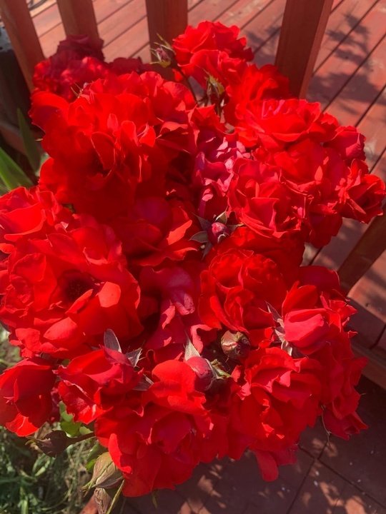 Красная пена цветов роз - флорибунда Сатчмо