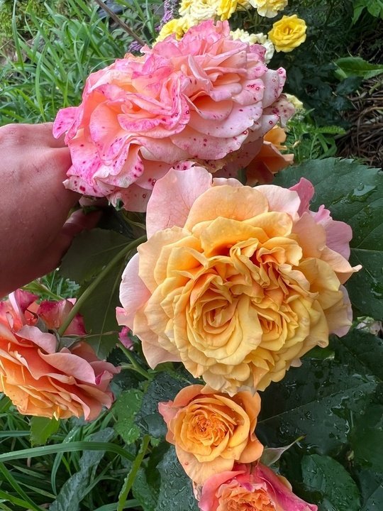 «Ла Вилла Котта» - изумительная роза питомника W. Kordes. Германия
