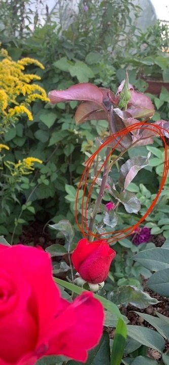 Мучинистая роса на розах. Меры профилактики и борьбы с болезнью