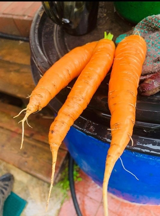 Подкормка моркови для хорошего урожая