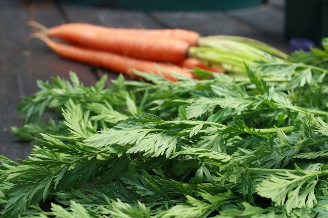 Морковная ботва польза и вред