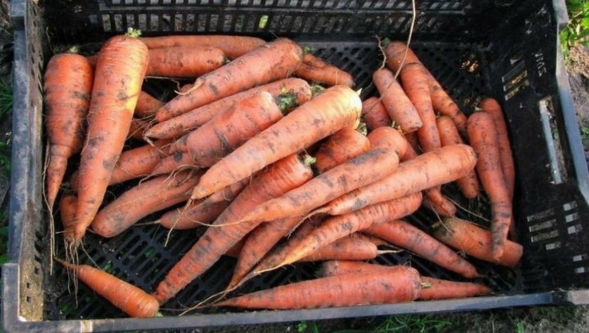 Причины растрескивания моркови