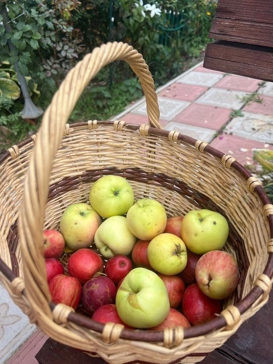 Как продлить срок хранения яблок и груш?