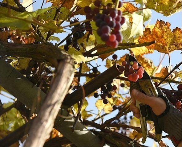 Октябрь. Основные работы в винограднике