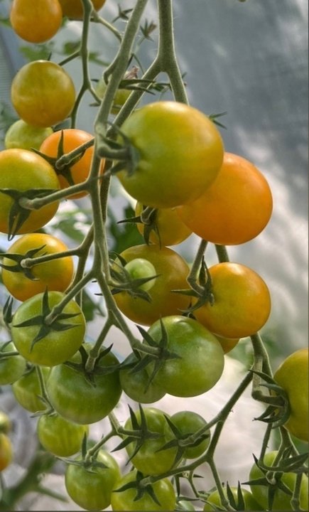 Сорта томатов для домашнего огорода
