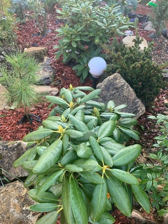 Вечнозелёные рододендроны. Укрытие на зиму