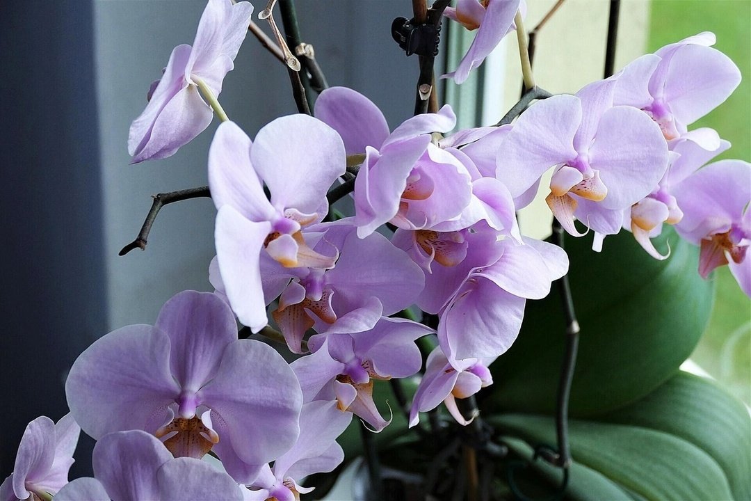 Орхидея. Условия для цветения