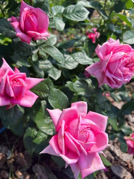 «Пароле» - чайно - гибридная Роза с сильным ароматом
