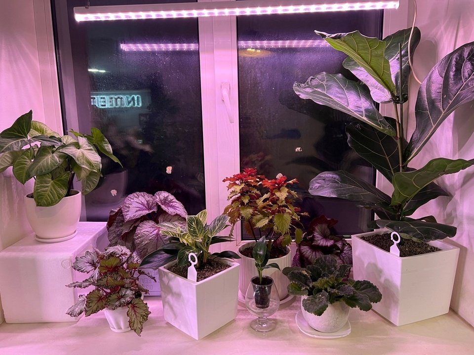 Досвечивание комнатных растений