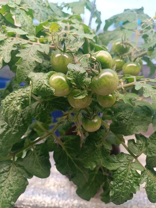 Балконные томаты