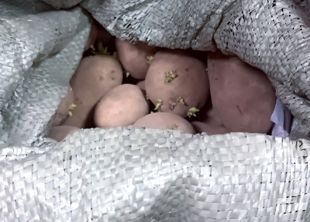 Подготовка клубней картофеля. Проращивание