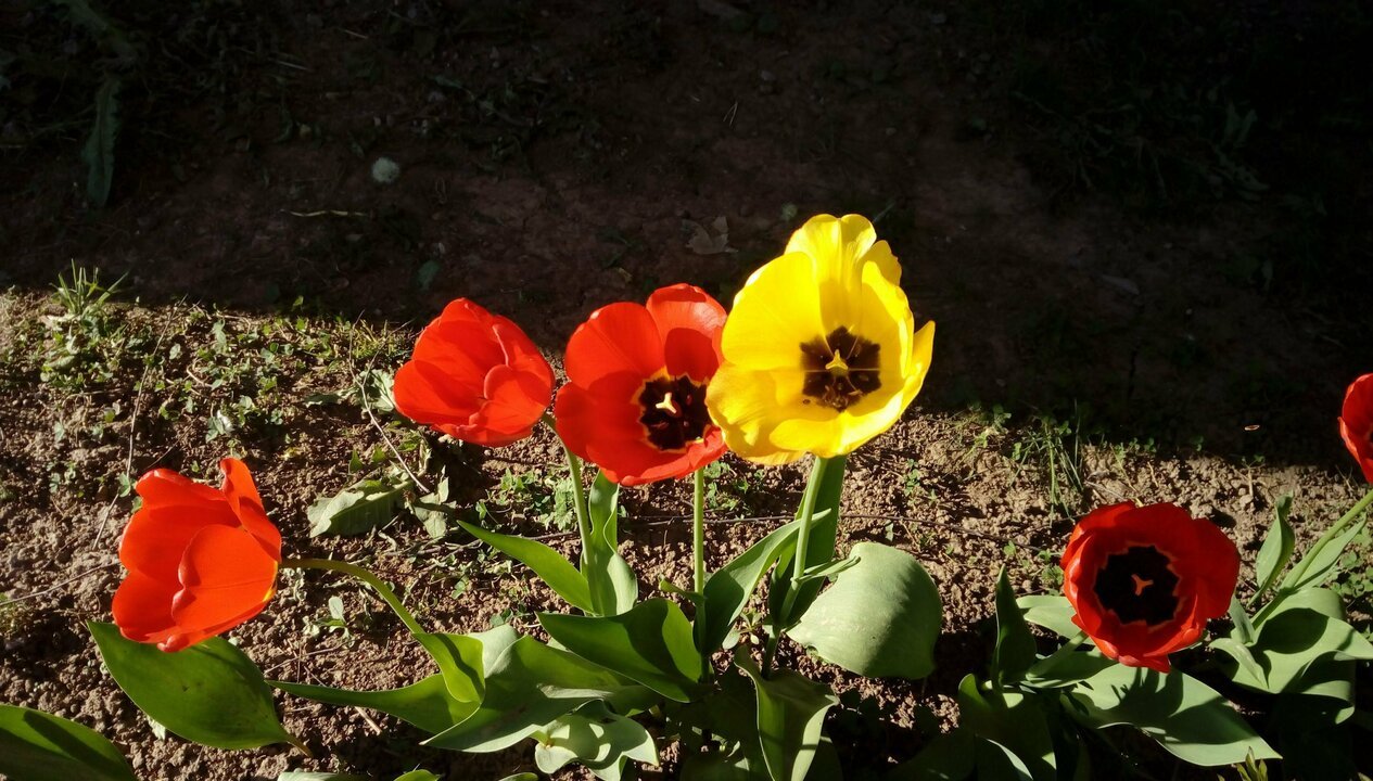 Как посадить тюльпаны весной