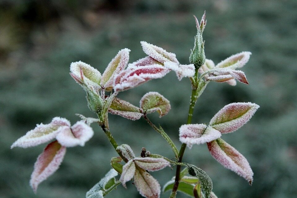 Защита растений от возвратных заморозков