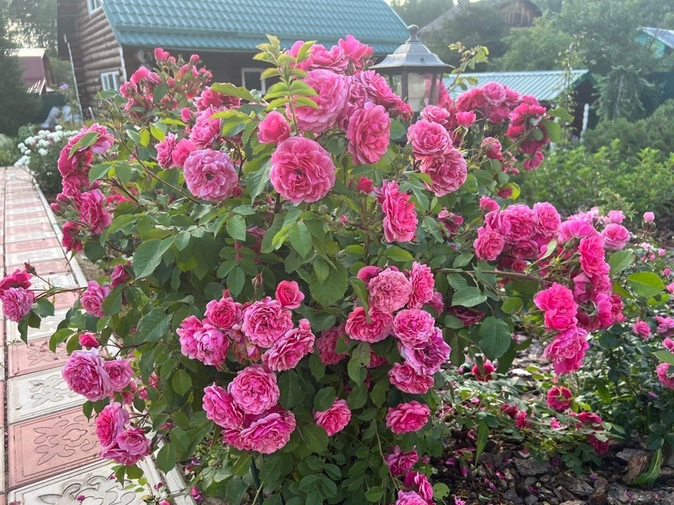 Сорта роз в моем саду, которые на данный момент лучше всех себя проявили в сезоне 2022. Киров. Часть 1