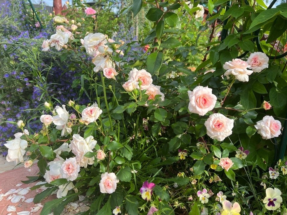 Сорта роз в моем саду, которые на данный момент лучше всех себя проявили в сезоне 2022. Киров. Часть 2