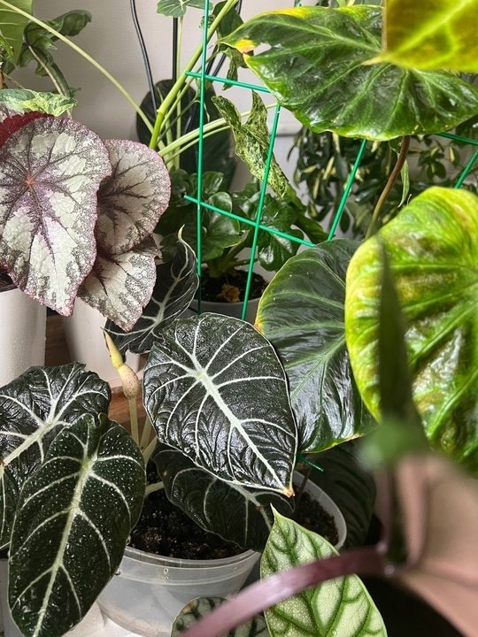 Топ 5 декоративно-лиственных растений для очистки воздуха