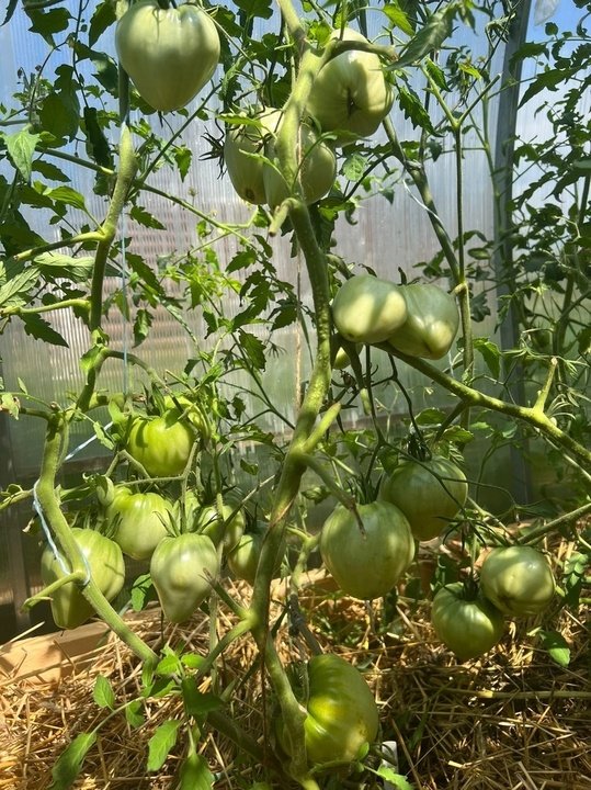 «Минусинские томаты» 2022. Пока доволен