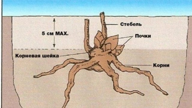 Деление пиона