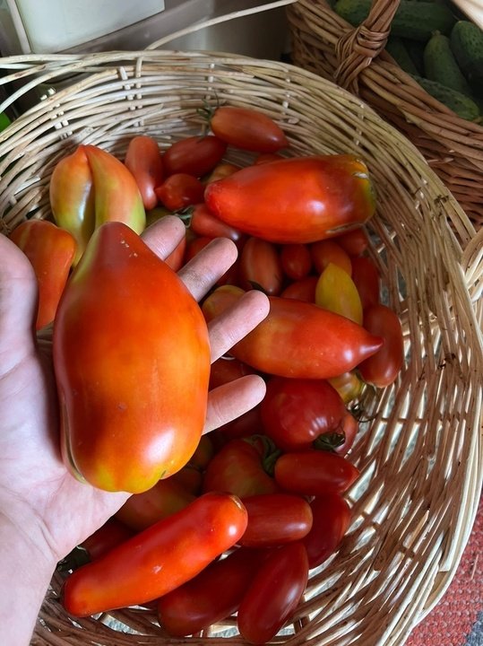 Обзор сортов томатов на 31 июля. Какие радуют? От каких не в восторге?