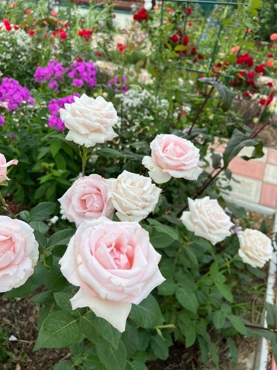 «Marchenkonigin» - сорт розы со сложным названием