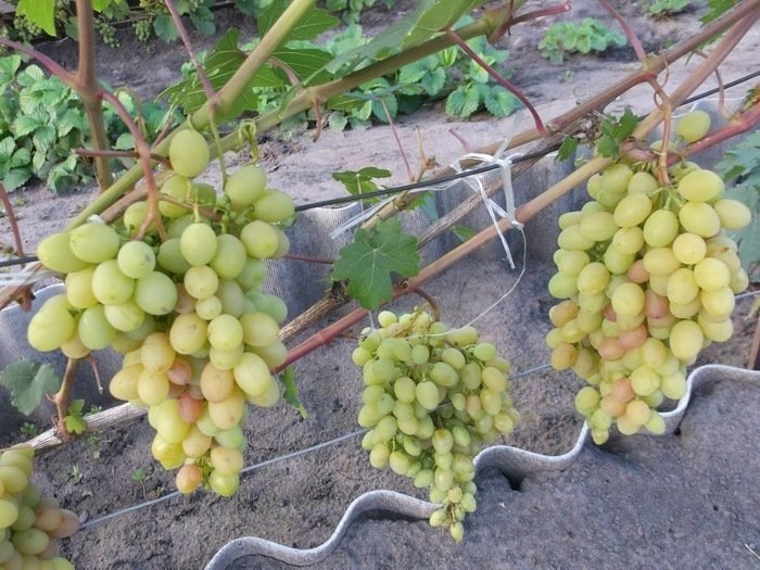 Виноград в августе
