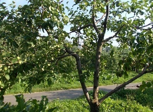 Летняя санитарная обрезка плодовых деревьев