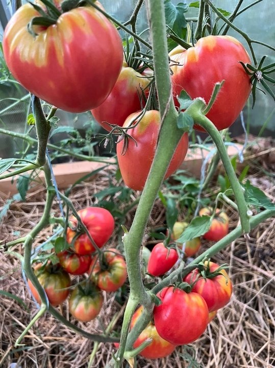 Обзор томатов на сегодня. Лучшие сорта и гибриды в этом году