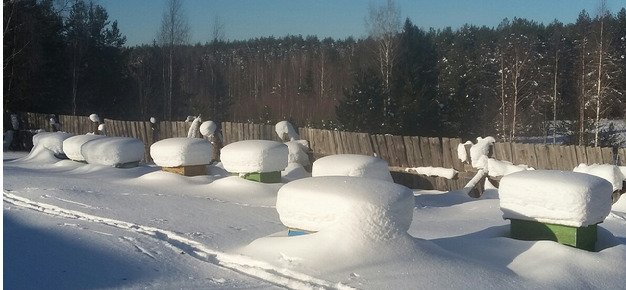 Нужно ли проверять пчел во время зимовки