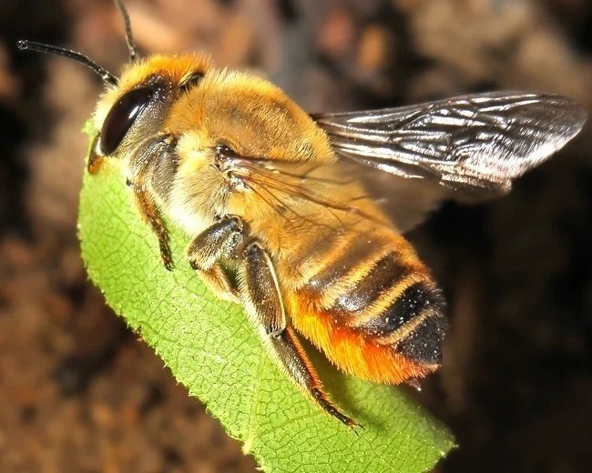 Пчела мегахила или листорез (люцерновая)