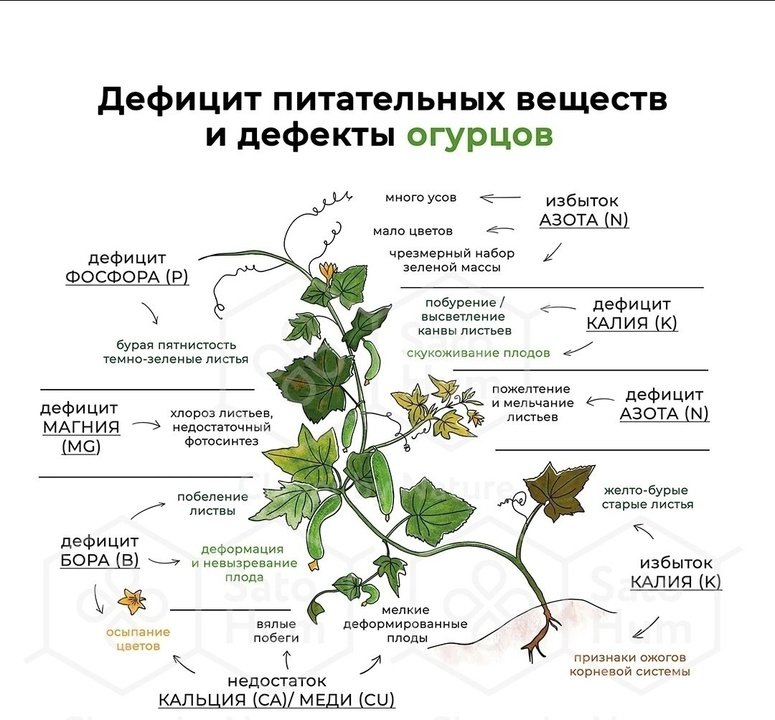 Признаки дефицита основных элементов питания у огурца