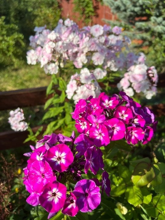 ФЛОКСЫ