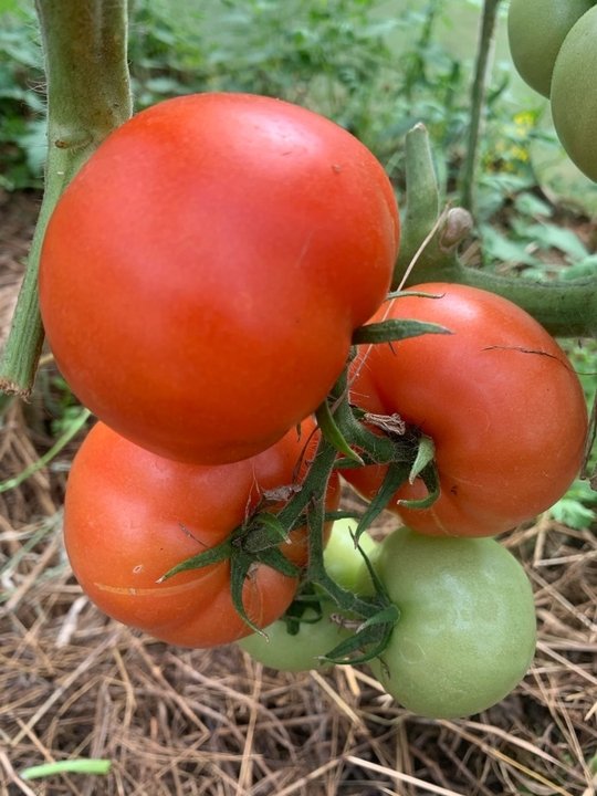 Подкормка томатов для налива плодов👍🍅