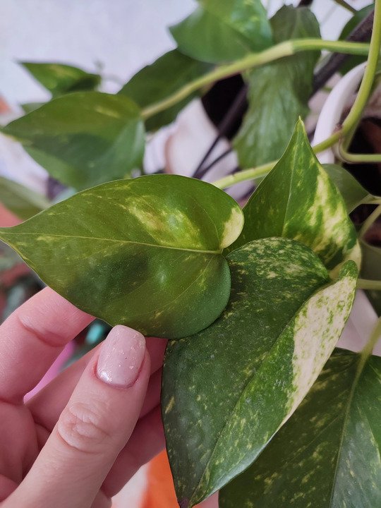 Как себя чувствуют летом ваши комнатные растения? 🌿