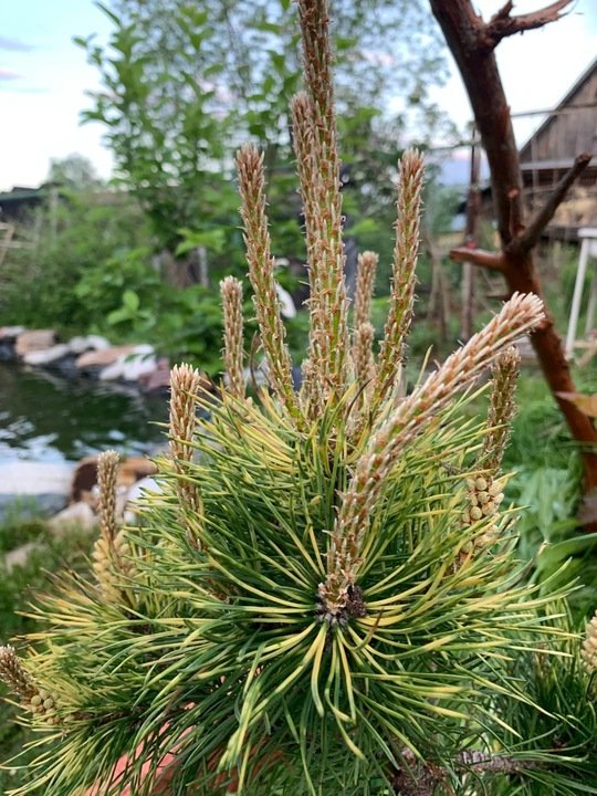 ОБРЕЗКА ХВОЙНЫХ РАСТЕНИЙ🌲