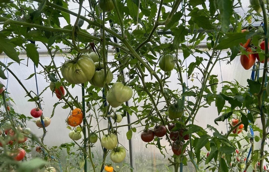 УСКОРЯЕМ СПЕЛОСТЬ🍅