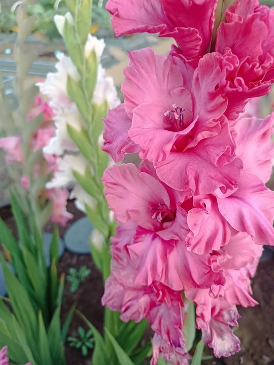 🌺ЦВЕТЕНИЕ ГЛАДИОЛУСОВ