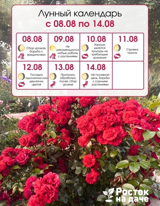 ЛУННЫЙ КАЛЕНДАРЬ с 8 по 14 августа.