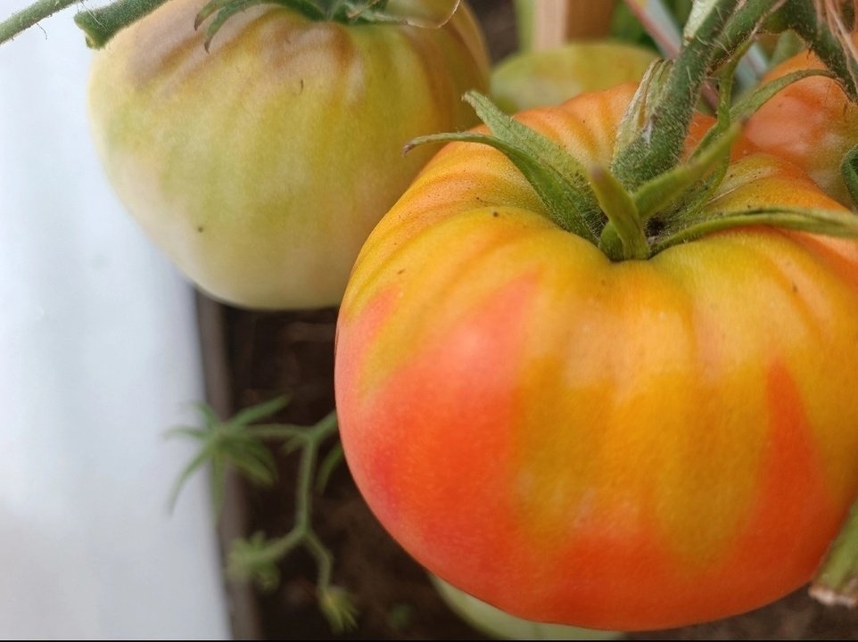 🍅Желтые 