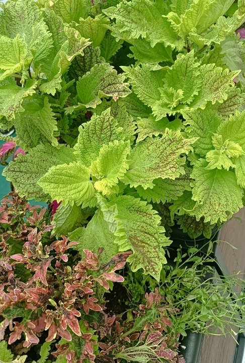 АВГУСТ. Растения для черенкования🌿
