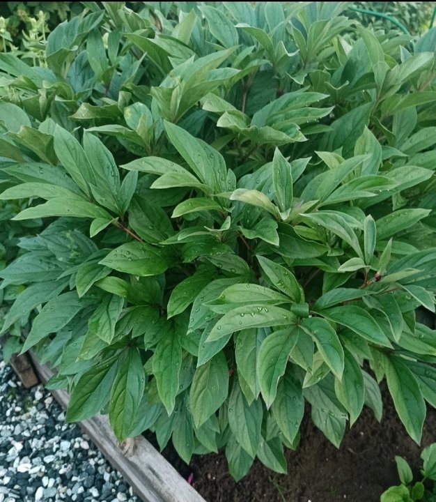 Пион после цветения🌿