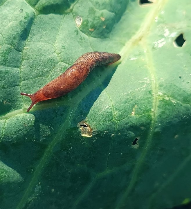 🐛СЛИЗНИ.