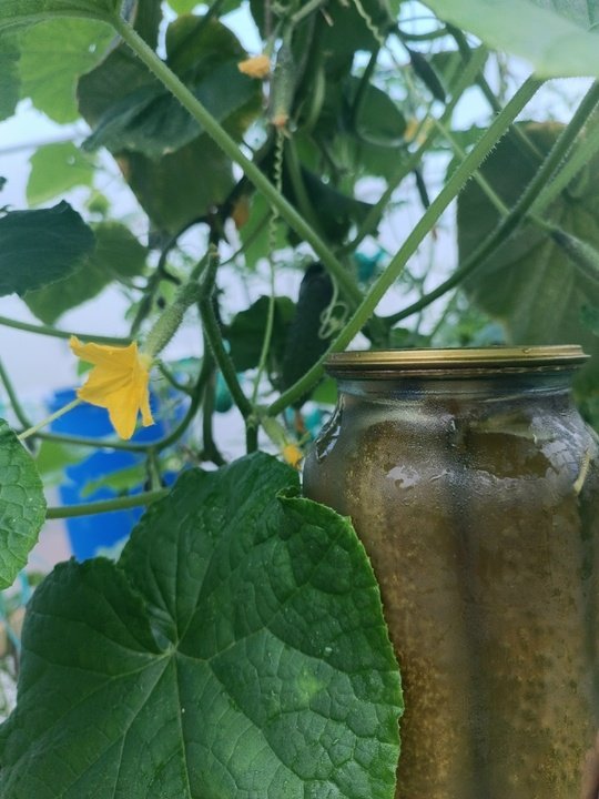 ВКУСНЫЕ ОГУРЦЫ НА ЗИМУ🥒