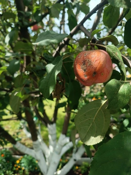 📌ПЛОДОВАЯ ГНИЛЬ🍎🍐