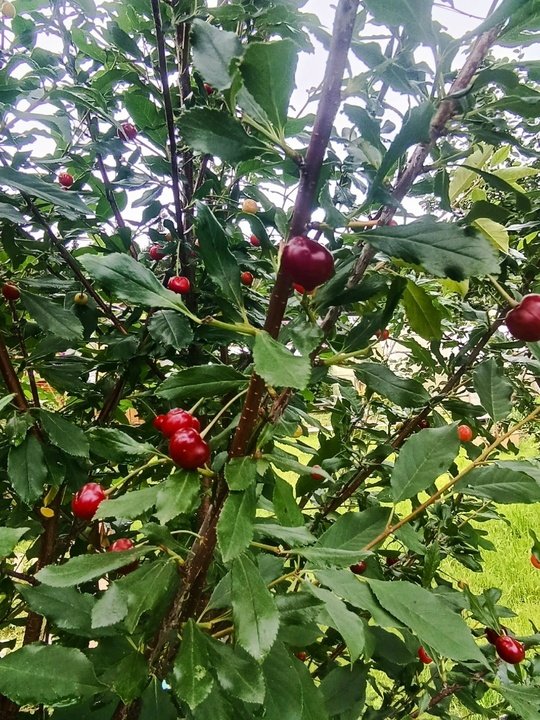 🌳ПЛОДОВЫЙ САД. ВИШНЯ🍒
