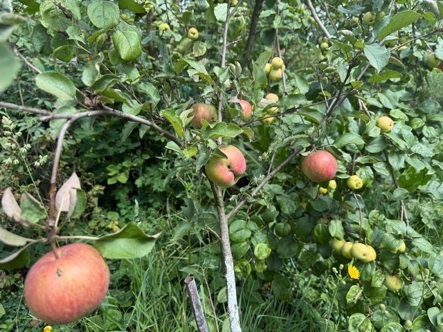 БАКОВЫЕ СМЕСИ ДЛЯ ОБРАБОТКИ САДА🍐🍒 (Биологические)