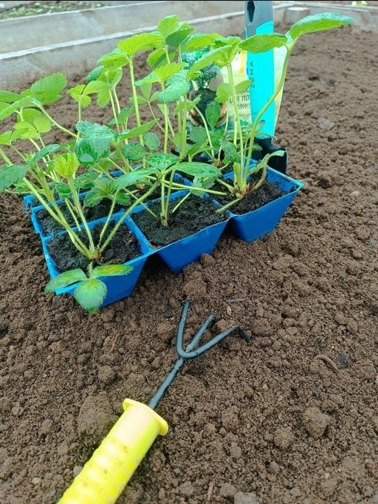 Уход за молодыми саженцами клубники🌱📝