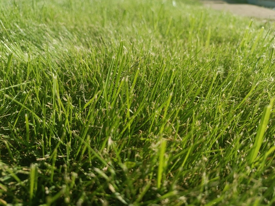 ГАЗОН🌱