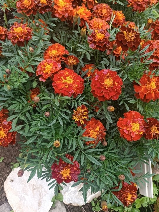 БАРХАТЦЫ🧡