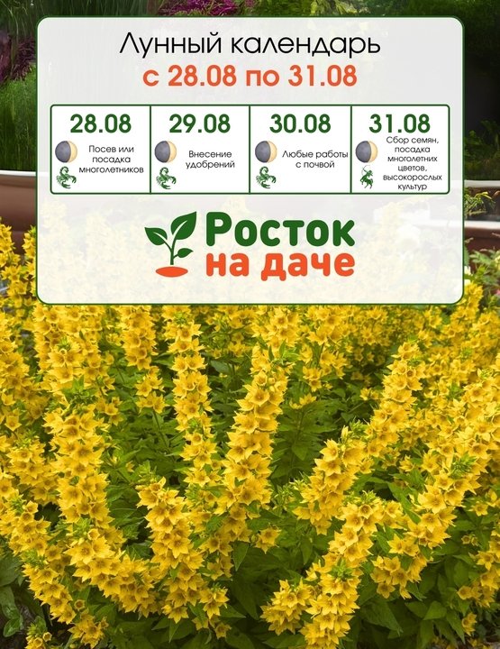 ЛУННЫЙ КАЛЕНДАРЬ с 28 по 31 августа.