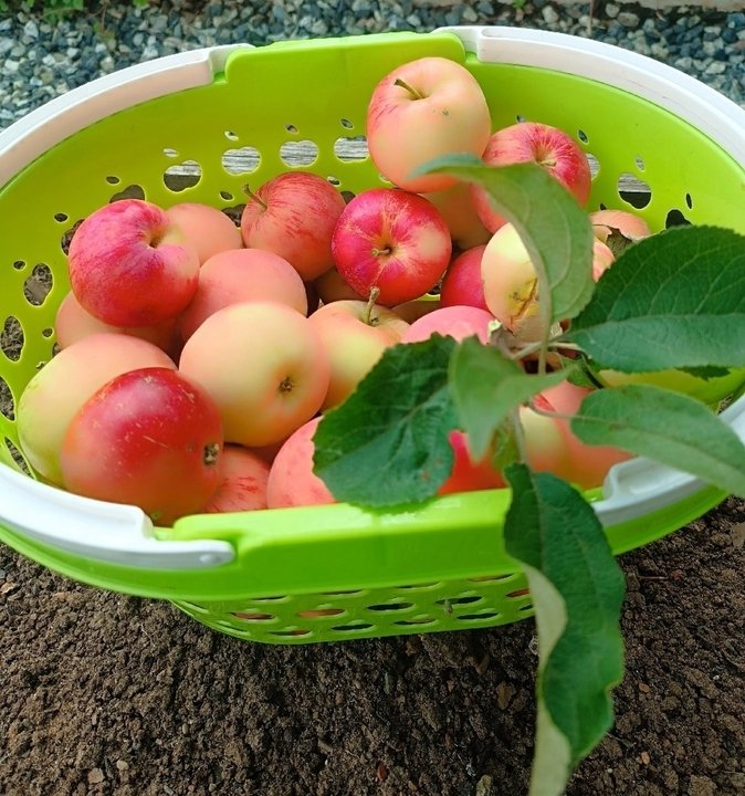 🌳🍎Что делать с плодовым опадом?